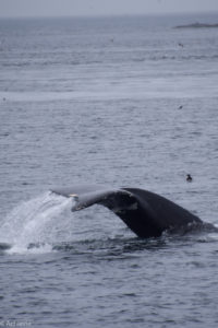 Telegraph Cove_Whales-0008