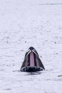 Telegraph Cove_Whales-0009