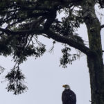 Telegraph Cove, Canada - Stubbs Island Whale watching tour - Bald Eagle