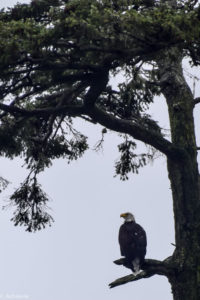 Telegraph Cove, Canada - Stubbs Island Whale watching tour - Bald Eagle