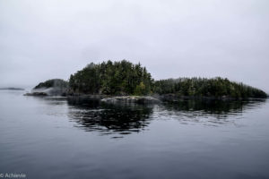Telegraph Cove_Whales-0012