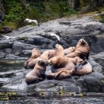 Telegraph Cove, Canada - Stubbs Island Whale watching tour - Harbour seal - Personal collection of the Travelling Accountant - Achievie