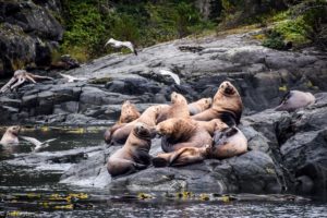 Telegraph Cove, Canada - Stubbs Island Whale watching tour - Harbour seal - Personal collection of the Travelling Accountant - Achievie