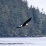 Telegraph Cove, Canada - Stubbs Island Whale watching tour - Bald eagle
