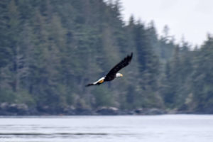 Telegraph Cove, Canada - Stubbs Island Whale watching tour - Bald eagle