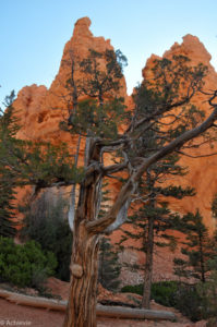 Bryce Canyon-0010