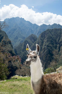 Inca Trail, Peru - Machu Picchu Landmark - 3 day Trekking