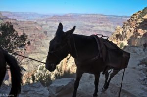 Grand Canyon-0007