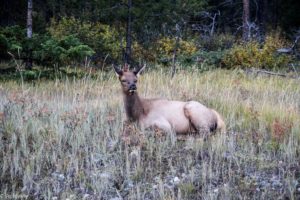 Jasper National Park, Canadian Rockies, Canada - Elk spotting