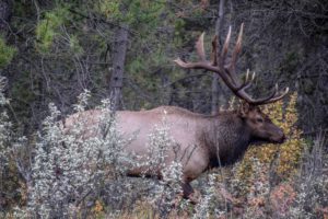 Jasper National Park, Canadian Rockies, Canada - Elk spotting