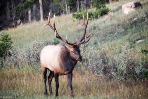 Jasper National Park, Canadian Rockies, Canada - Elk spotting