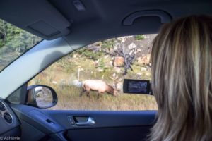 Jasper National Park, Canadian Rockies, Canada - Elk spotting