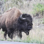 Yellowstone National Park, Wyoming, USA - bison / buffalo encounter