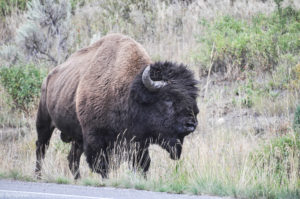 Yellowstone National Park, Wyoming, USA - bison / buffalo encounter