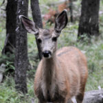 Yellowstone National Park, Wyoming, USA - Norris Geyser - Deer spotted during evening walk