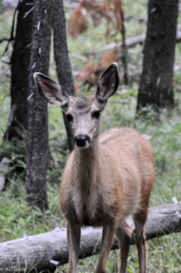 Yellowstone National Park, Wyoming, USA - Norris Geyser - Deer spotted during evening walk