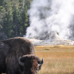 Yellowstone National Park, Wyoming, USA - Norris Geyser - Upper Geyser Basin