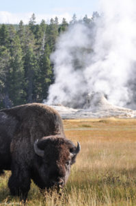 Yellowstone National Park, Wyoming, USA - Norris Geyser - Upper Geyser Basin