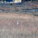 Yellowstone National Park, Wyoming, USA - Yellowstone Lake sunrise with coyote