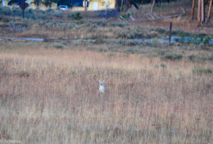 Yellowstone National Park, Wyoming, USA - Yellowstone Lake sunrise with coyote