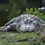 Everglades National Park, Florida, USA - Airboat tour - Alligator