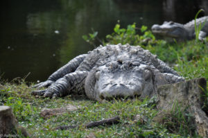 Everglades National Park, Florida, USA - Airboat tour - Alligator