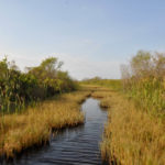 Everglades National Park, Florida, USA - Airboat tour spotting alligators