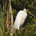 Everglades National Park, Florida, USA - Airboat tour spotting Great Egret