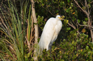 Everglades National Park, Florida, USA - Airboat tour spotting Great Egret