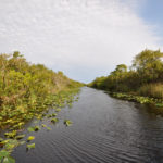 Everglades National Park, Florida, USA - Airboat tour spotting alligators