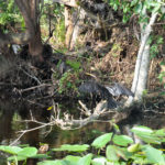 Everglades National Park, Florida, USA - Airboat tour spotting alligators