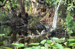 Everglades National Park, Florida, USA - Airboat tour spotting alligators