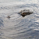 Everglades National Park, Florida, USA - Airboat tour spotting alligators