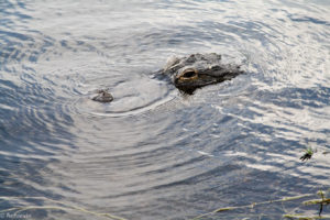 Everglades National Park, Florida, USA - Airboat tour spotting alligators