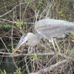 Everglades National Park, Florida, USA - Bike tour - Blue Heron