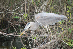 Everglades National Park, Florida, USA - Bike tour - Blue Heron