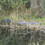 Everglades National Park, Florida, USA - Bike tour - spotting alligators
