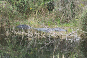 Everglades National Park, Florida, USA - Bike tour - spotting alligators