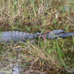 Everglades National Park, Florida, USA - Bike tour - spotting alligators