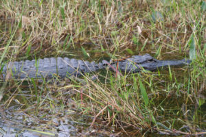 Everglades National Park, Florida, USA - Bike tour - spotting alligators