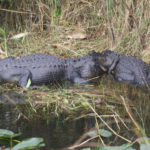 Everglades National Park, Florida, USA - Bike tour - spotting alligators