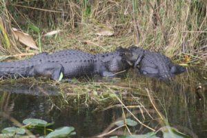 Everglades National Park, Florida, USA - Bike tour - spotting alligators