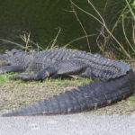 Everglades National Park, Florida, USA - Bike tour - spotting alligators