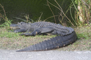 Everglades National Park, Florida, USA - Bike tour - spotting alligators