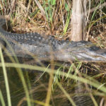 Everglades National Park, Florida, USA - Bike tour - spotting alligators