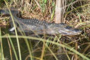 Everglades National Park, Florida, USA - Bike tour - spotting alligators