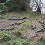 Everglades National Park, Florida, USA - Bike tour - spotting alligators