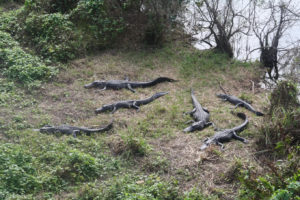 Everglades National Park, Florida, USA - Bike tour - spotting alligators