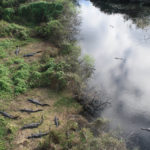 Everglades National Park, Florida, USA - Bike tour - spotting alligators