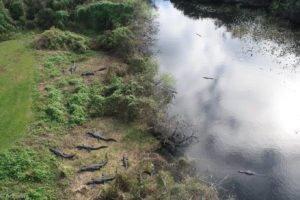 Everglades National Park, Florida, USA - Bike tour - spotting alligators